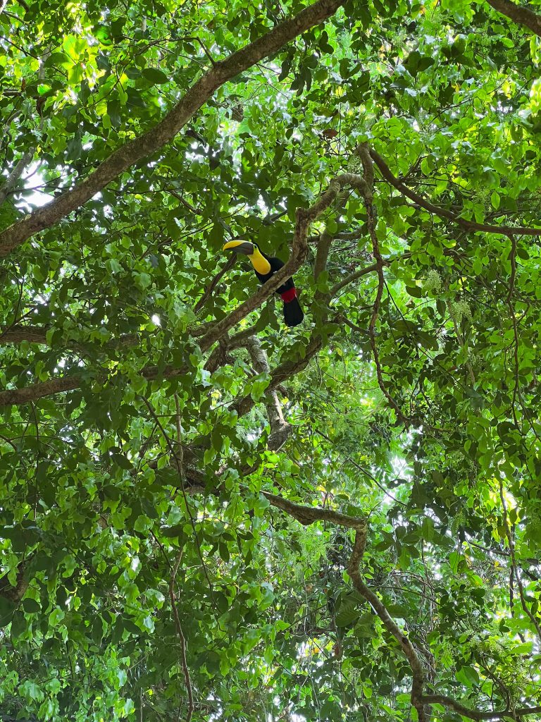 Ein Tukan im Manuel Antonio Nationalpark