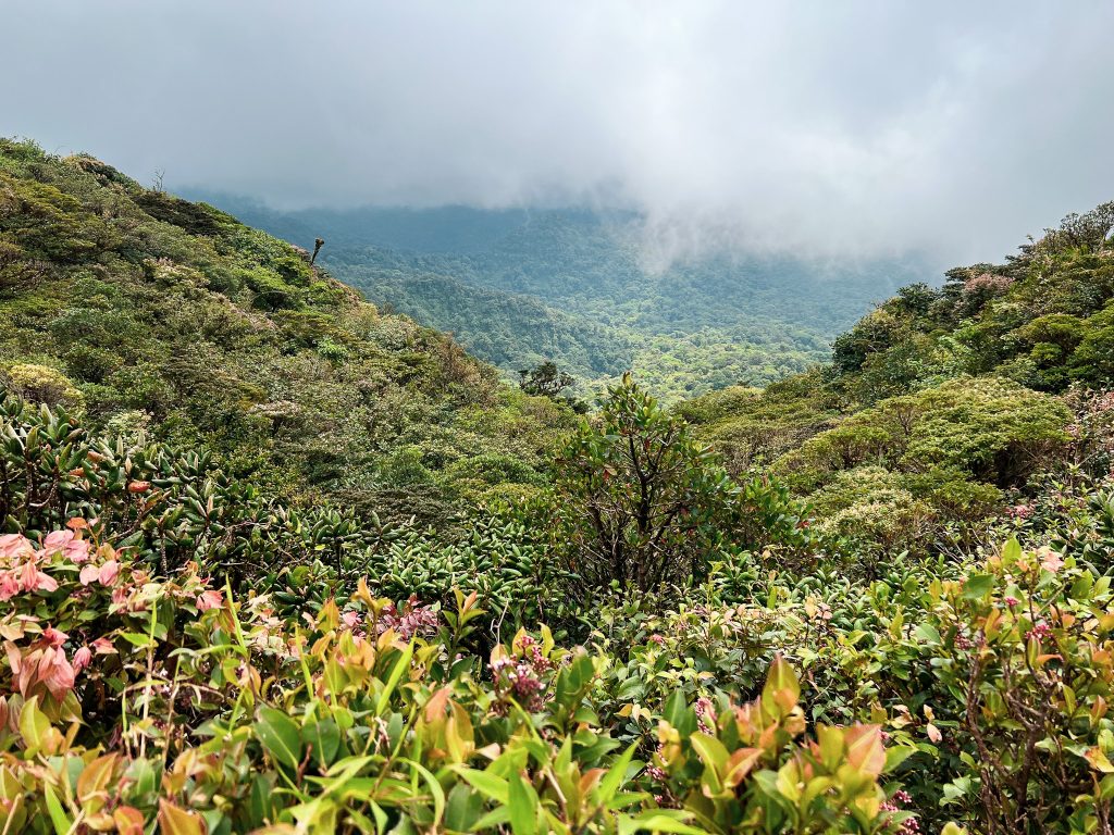 Monteverde Cloud Forest