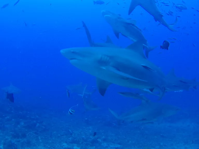 In dem Shark Conservation Project auf den Fidschi Inseln tauchst du mit Bullenhaien.