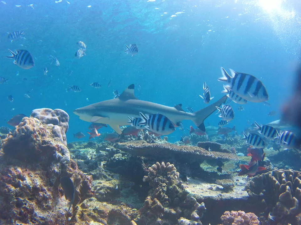 Während des Shark Conservation Projects hast du die Möglichkeit mit Haien zu tauchen. Auf dem Bild ist ein schwarzspitzen Riffhai zu sehen.